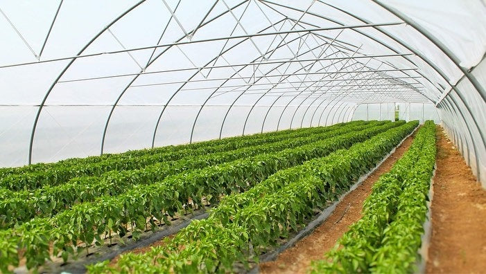 Sinok Large-Scale Greenhouse