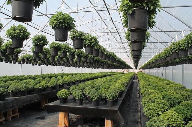 Sinok Large-Scale Greenhouse
